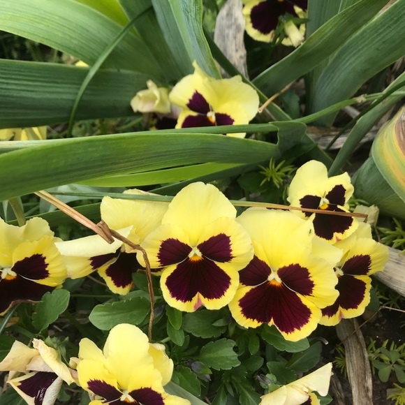 Meet your Posher, Yolanda christie - Picture 1 of 2